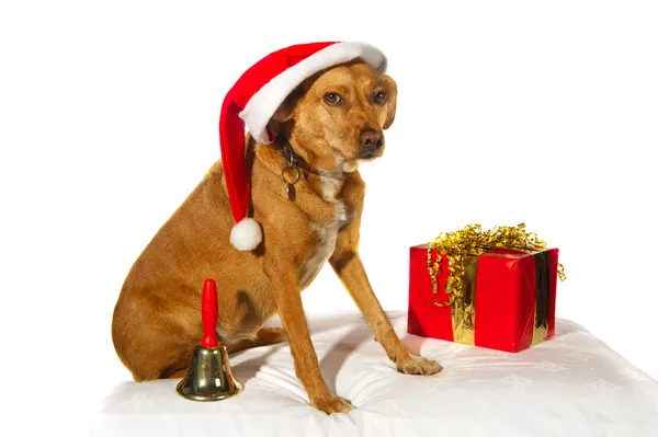 Perro de Navidad —  Fotos de Stock
