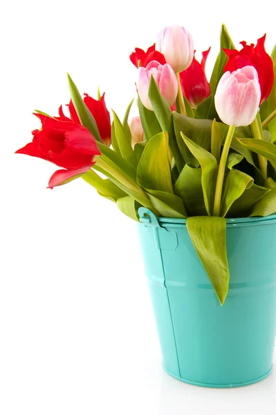 Ведро тюльпанов — стоковое фото