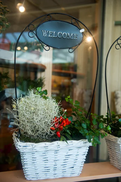 stock image Plants in flower shop