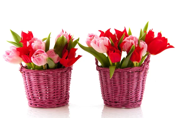 Koše barevné tulipány — Stock fotografie