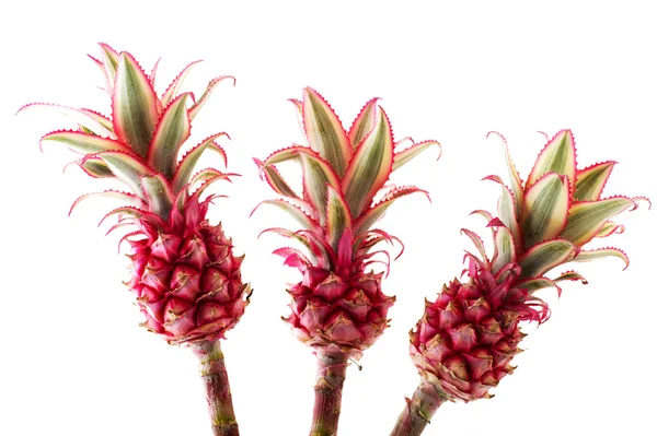 Pineapple plants — Stock Photo, Image