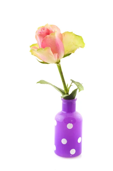 Pink roses in colorful vases — Stock Photo, Image