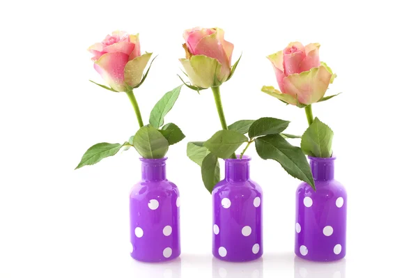 Rosas cor de rosa em vasos coloridos — Fotografia de Stock