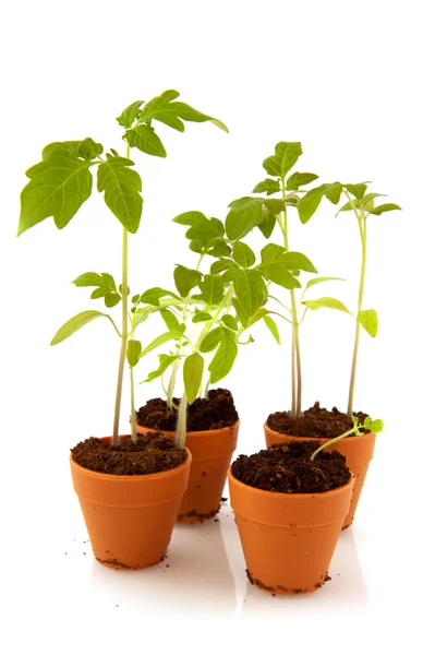 Young tomato plants — Stock Photo, Image