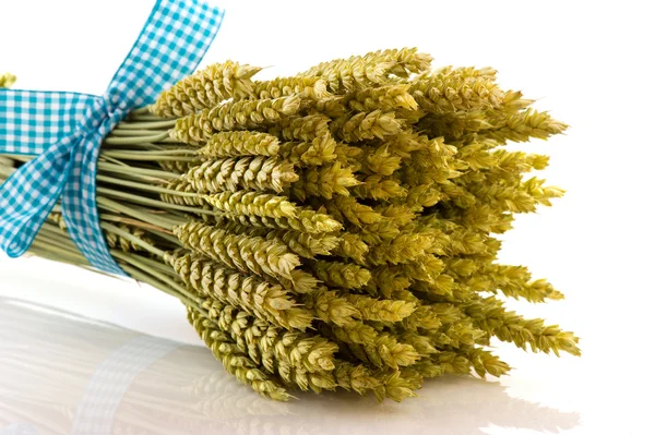 熟した小麦チェック リボン付け — ストック写真