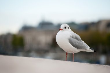 Seagull in Paris clipart