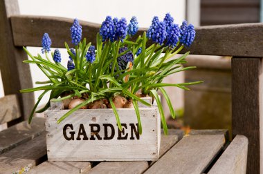 Muscari clipart