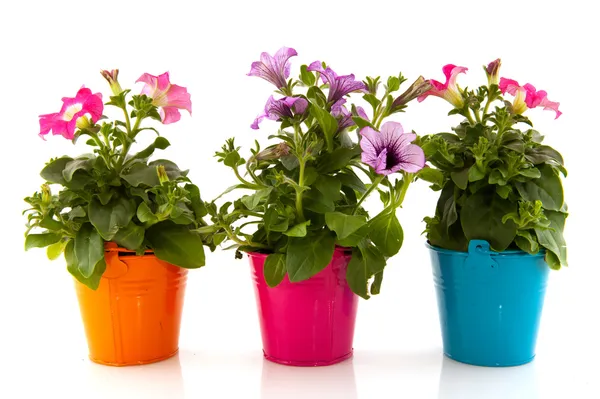 Petunia in flower pot — Stock Photo, Image