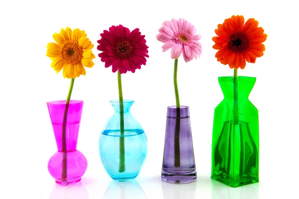 Barevné gerber květiny — Stock fotografie