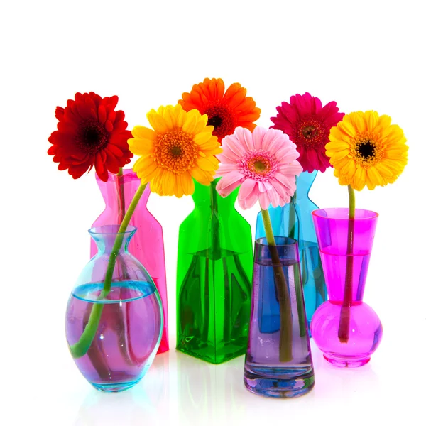 Farverige Gerber blomster - Stock-foto