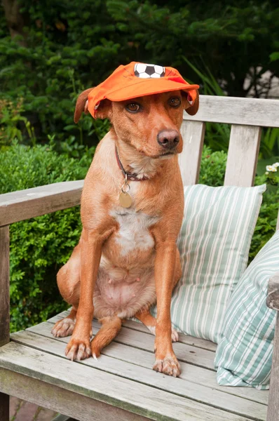 Dutch dog as soccer fan — Stock Photo, Image