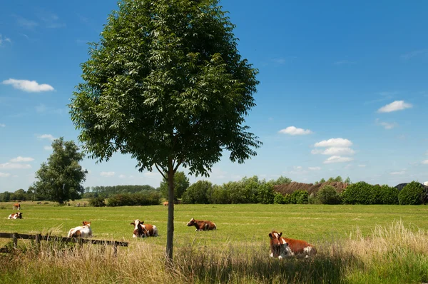 Paisaje holandés con vacas — Foto de Stock