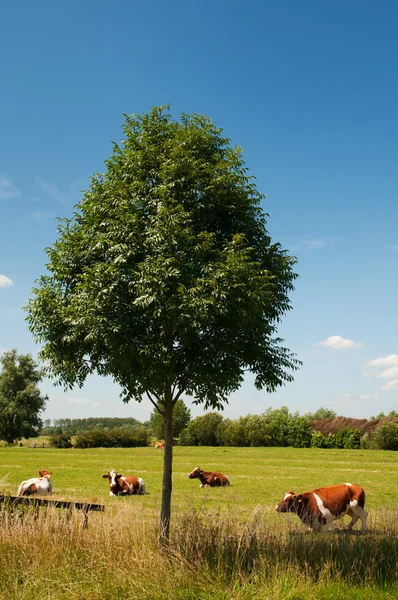 Голландский пейзаж с коровами — стоковое фото