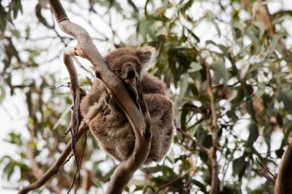 オーストラリアの野生生物 — ストック写真
