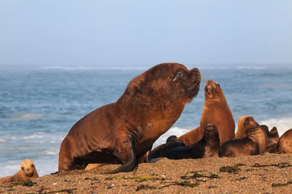 南美海狮、 海豹 — 图库照片