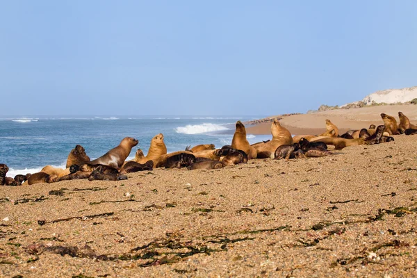 Leoni marini e foche sudamericane — Foto Stock
