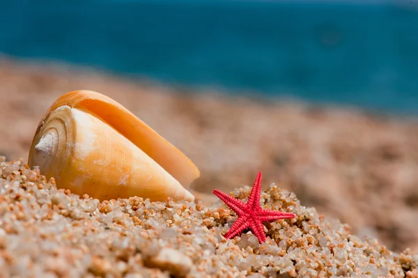 Kırmızı starfishes — Stok fotoğraf