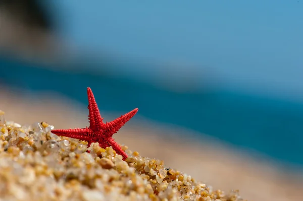 Червоний Морська зірка — стокове фото