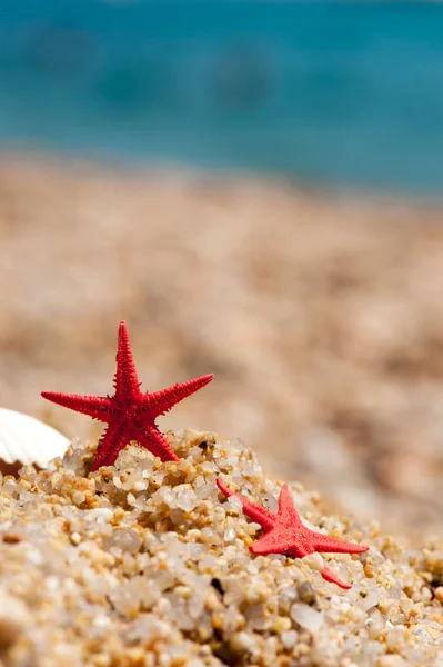 Red starfishes — Stock Photo, Image