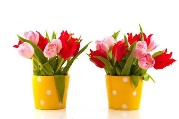 Tulipanes en primavera —  Fotos de Stock