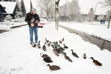 Feeding the ducks clipart