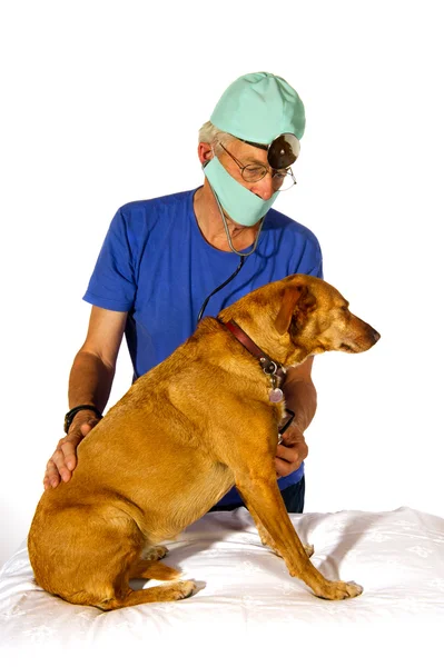 Veterinair z psem — Zdjęcie stockowe