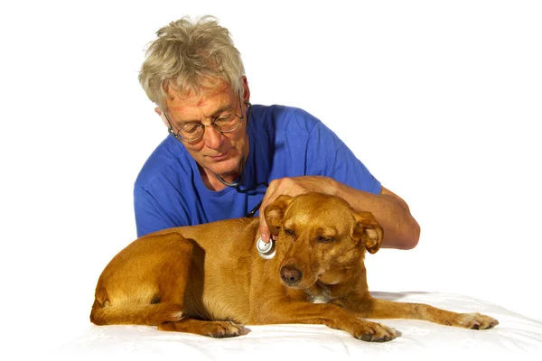 Veterinair with dog — Stock Photo, Image