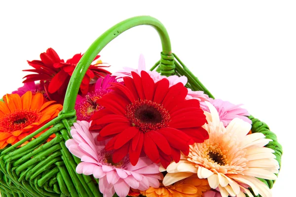 Colorful Gerber Flowers Green Summer Basket — Stock Photo, Image