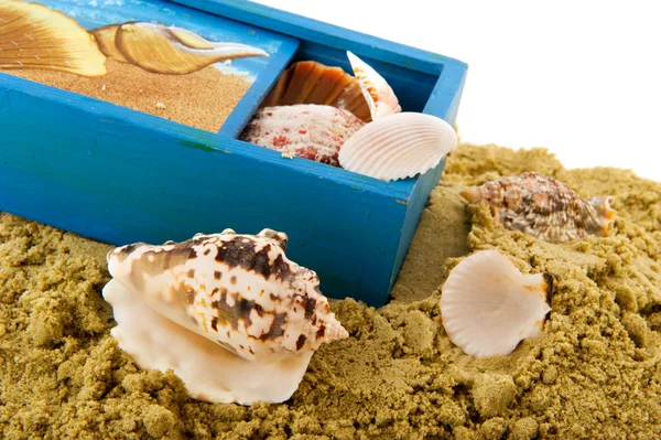 stock image Collecting shells