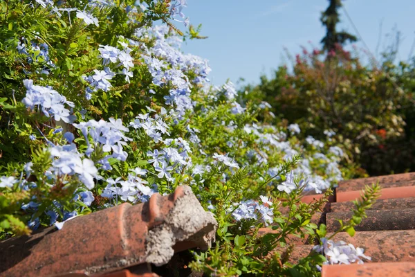 Mavi Yasemin Çiçekleri Kırmızı Kilise — Stok fotoğraf