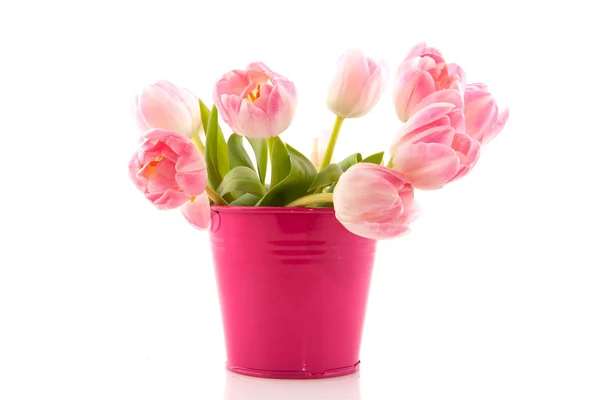 Roze lente tulpen — Stockfoto