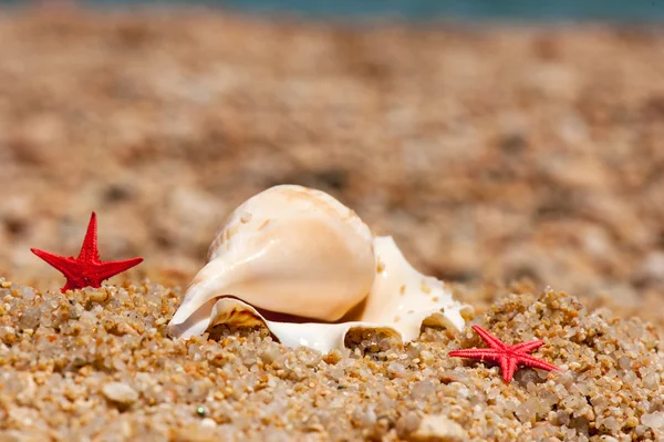 Conchiglie e stelle marine in spiaggia — Foto Stock