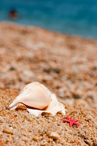 贝壳和 Starfishes 在海滩上的沙子 — 图库照片
