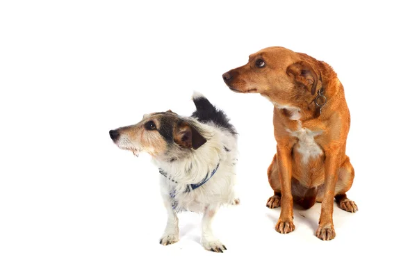 Two dogs in the studio — Stock Photo, Image