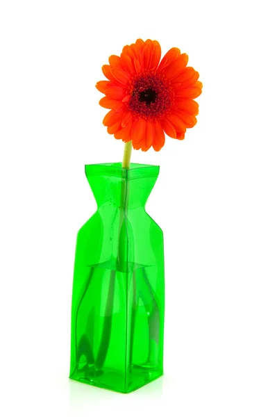 Flor Gerber Una Sola Naranja Florero Moderno Verde — Foto de Stock