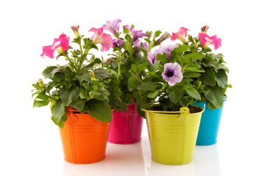 Colorful garden Petunias clipart