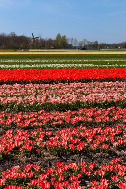 Hollanda'da renkli Lale ve yel değirmeni ile peyzaj