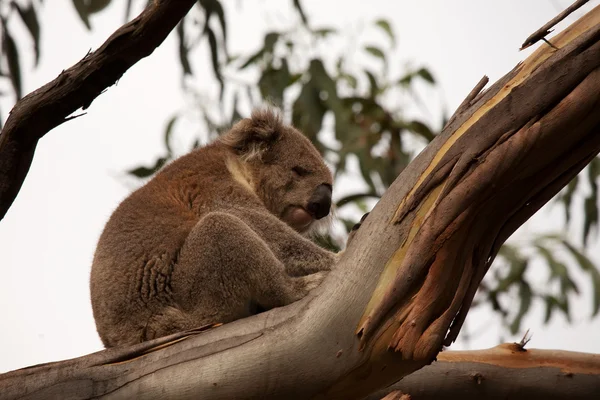 Koala Australská Medvěd Sedící Stromě — Stock fotografie