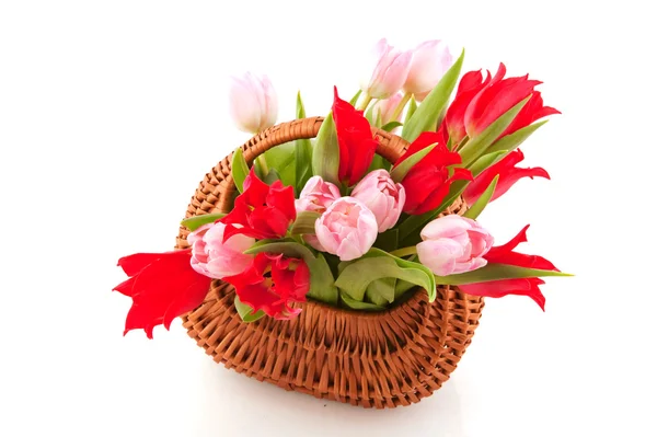 Wicked cane basket tulips — Stock Photo, Image