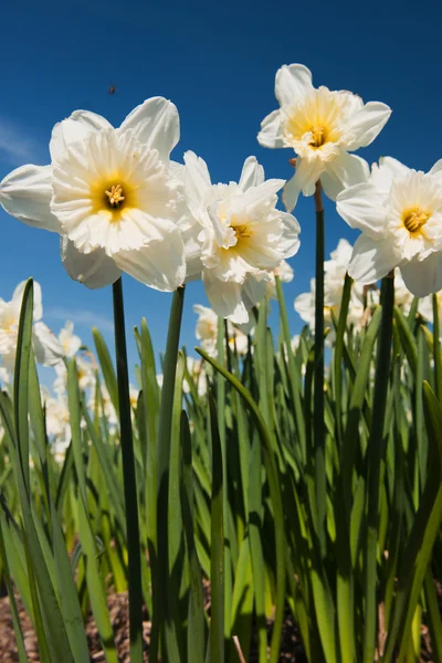 Daffodils in spring — Stock Photo, Image