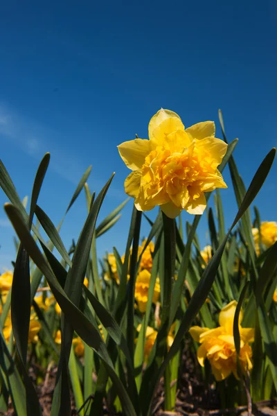 Διπλό κίτρινο daffodils — Φωτογραφία Αρχείου