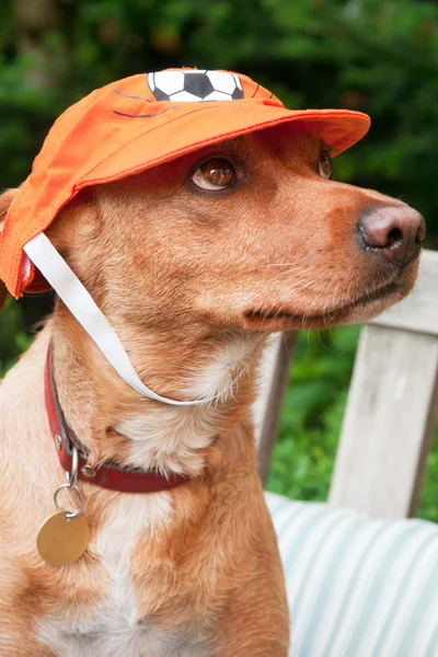 サッカー ファンとしてオランダの犬の肖像画 — ストック写真