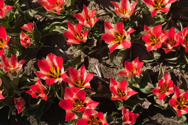 Pequenas tulipas vermelhas na primavera — Fotografia de Stock