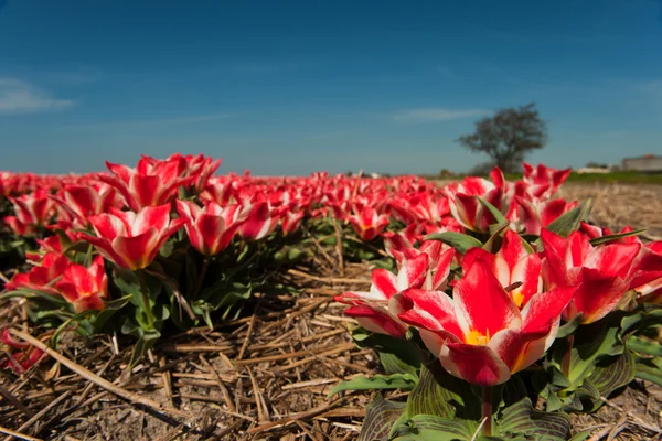 Pequeños Tulipanes Rojos Los Campos Flores Holandeses — Foto de Stock