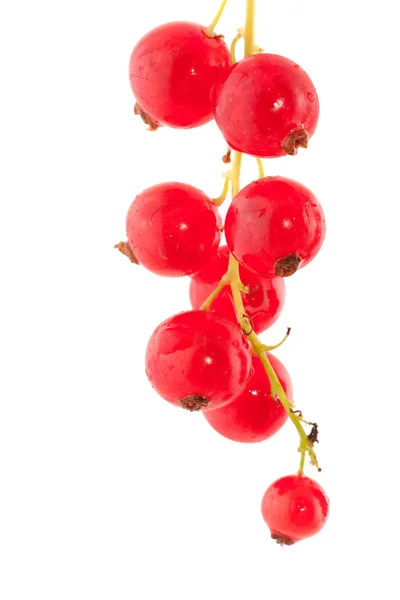 Coacăze roșii — Fotografie, imagine de stoc