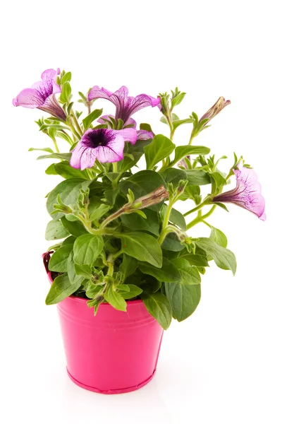 Pink Garden Petunia Flower Pot Isolated White — Stock Photo, Image