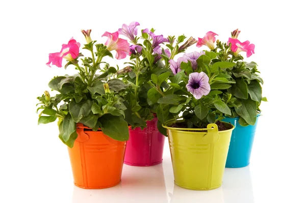 Colorful garden Petunias — Stock Photo, Image