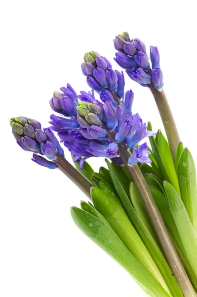 Bouquet Purple Hyacinths Isolated White — Stock Photo, Image