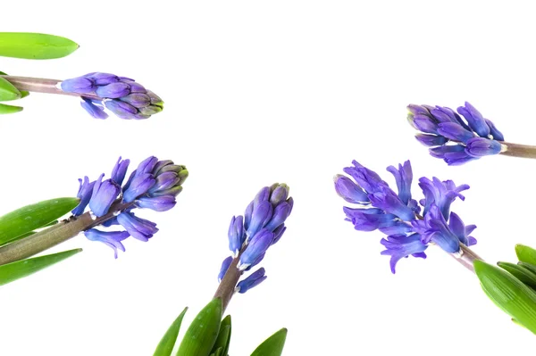 Kytice Fialová Hyacinty Izolovaných Bílém — Stock fotografie