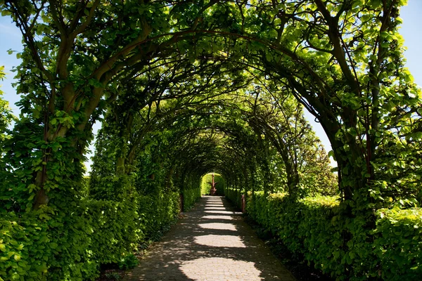 Jardin Ornemental Avec Des Arcs Chemin — Photo